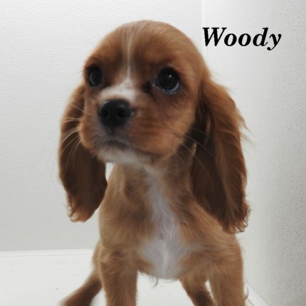 puppy, for, sale, Cockilear, Joe & Cherri  Overlease, dog, breeder, Miller, MO, dog-breeder, puppy-for-sale, forsale, nearby, find, puppyfind, locator, puppylocator, aca